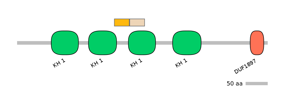 HsaINT0066566-EXC
