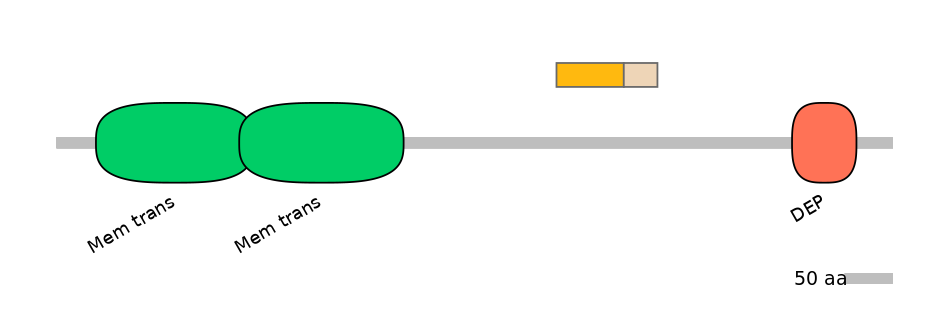 HsaINT0071558-EXC