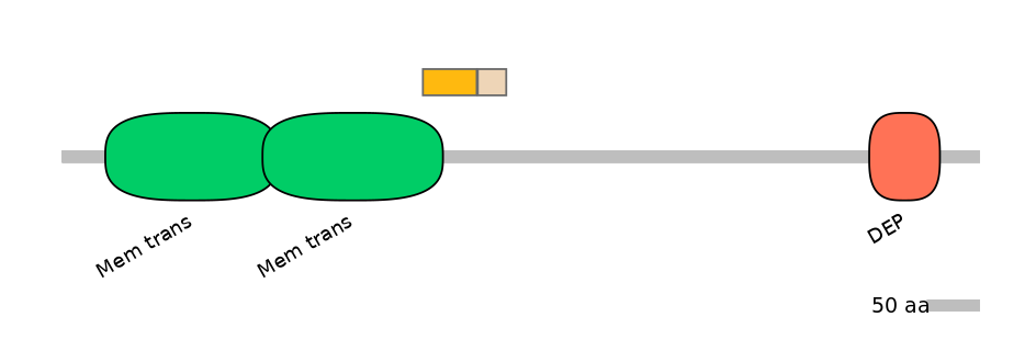 HsaINT0071568-EXC