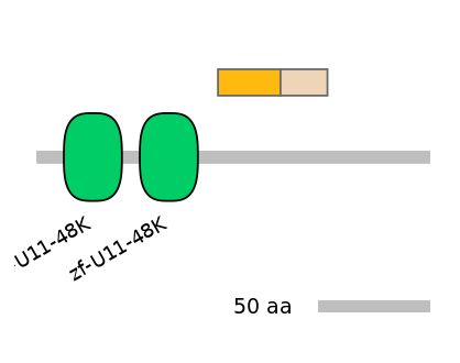 HsaINT0073581-EXC