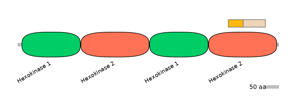 HsaINT0076378-EXC