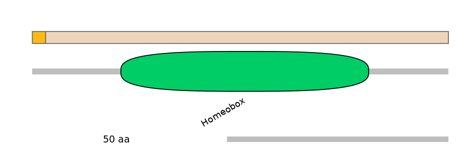 HsaINT0077274-EXC