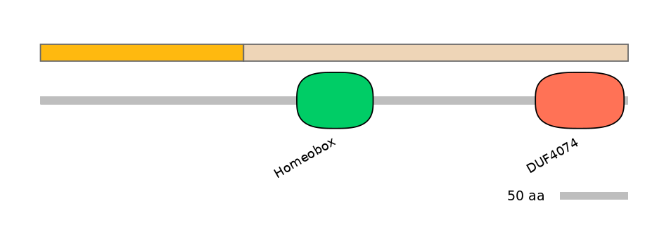 HsaINT0077293-EXC