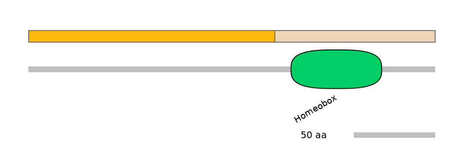 HsaINT0077294-EXC