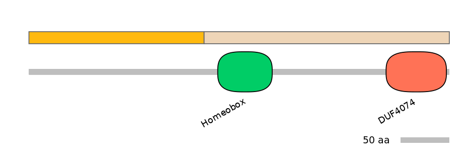 HsaINT0077317-EXC