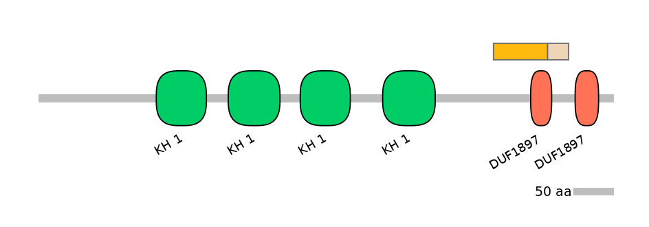 HsaINT0085425-EXC