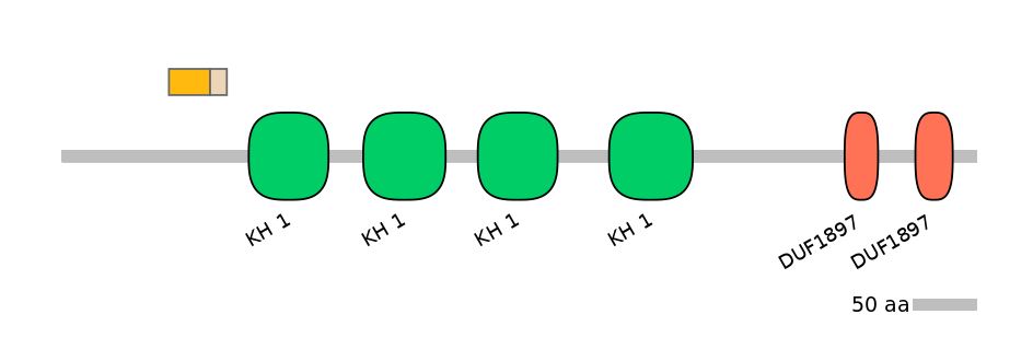 HsaINT0085428-EXC