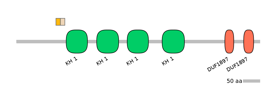 HsaINT0085429-EXC