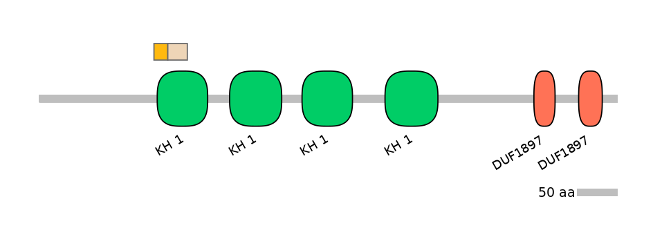 HsaINT0085431-EXC