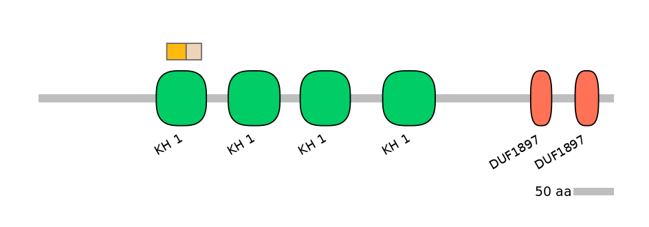 HsaINT0085432-EXC