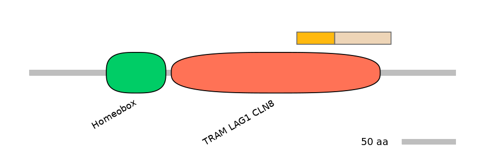 HsaINT0090834-EXC