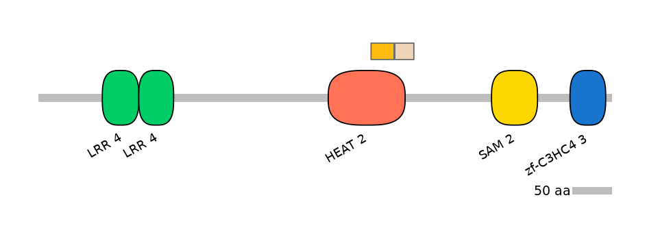 HsaINT0097311-EXC
