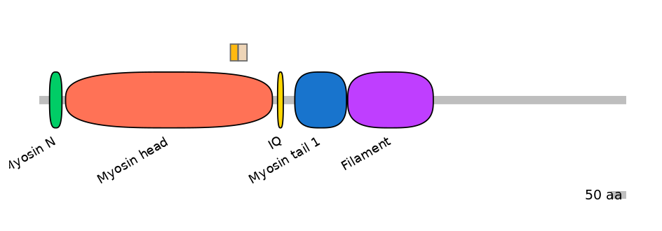 HsaINT0107689-EXC