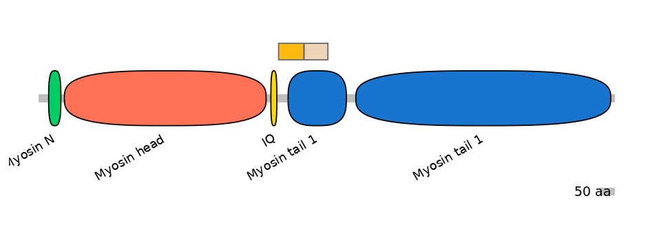 HsaINT0107733-EXC