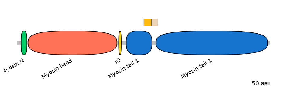 HsaINT0107735-EXC