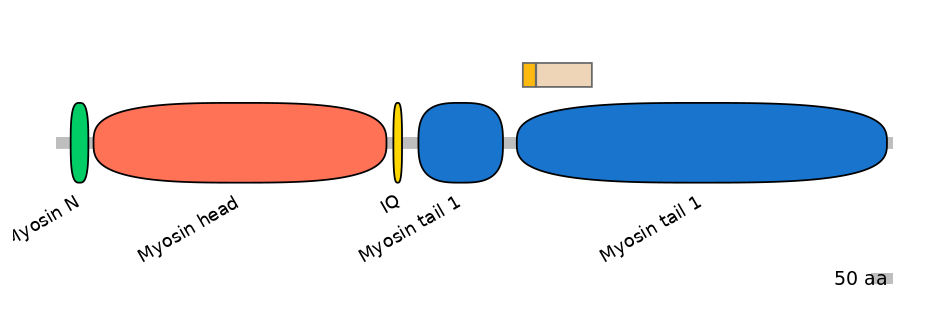 HsaINT0107737-EXC