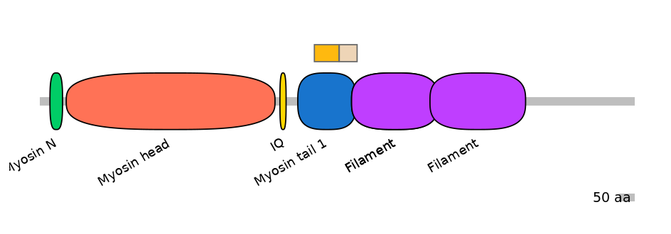 HsaINT0107851-EXC