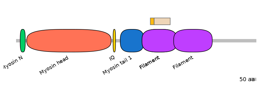 HsaINT0107854-EXC