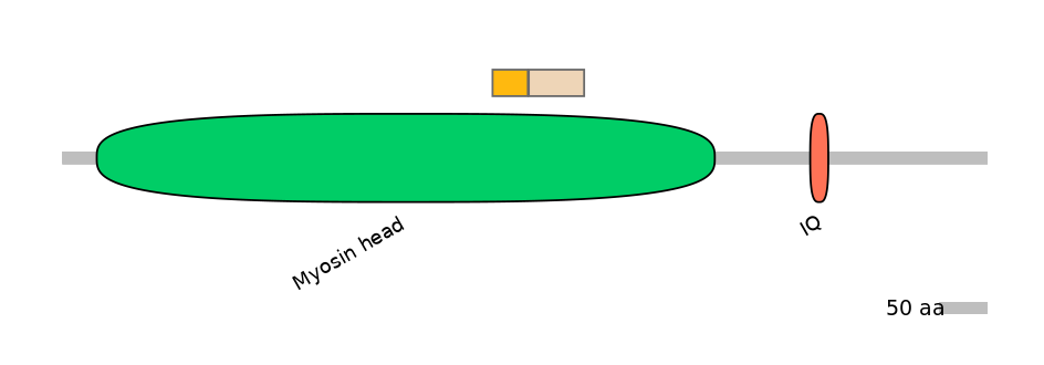 HsaINT0108440-EXC