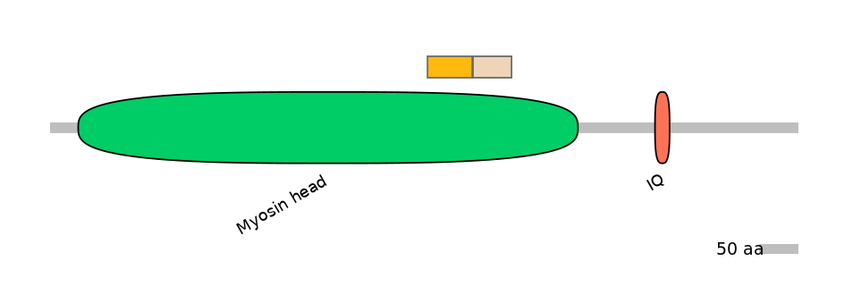 HsaINT0108441-EXC