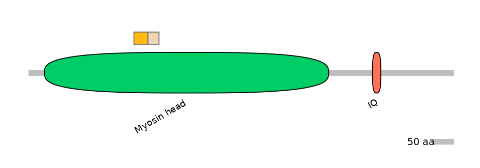 HsaINT0108446-EXC