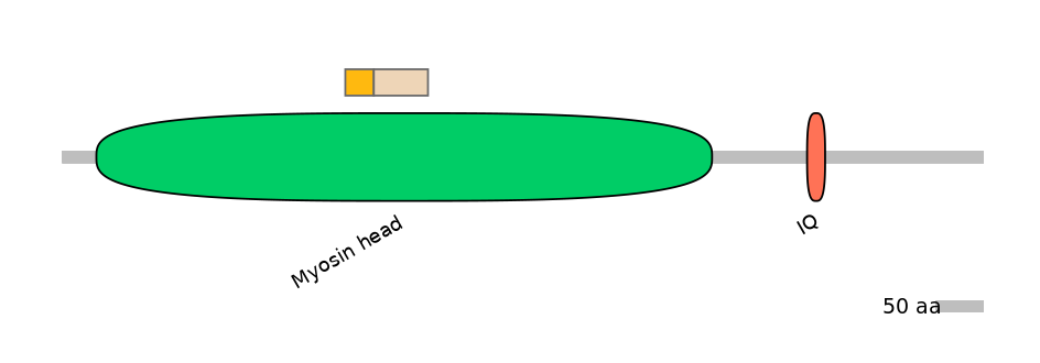 HsaINT0108447-EXC