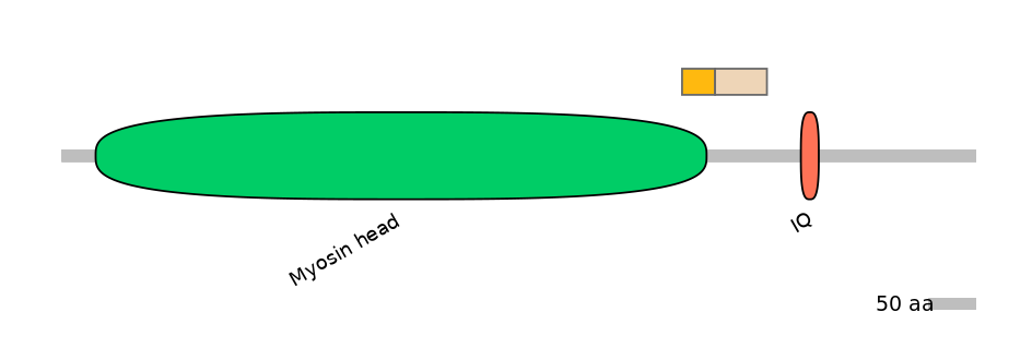HsaINT0108451-EXC
