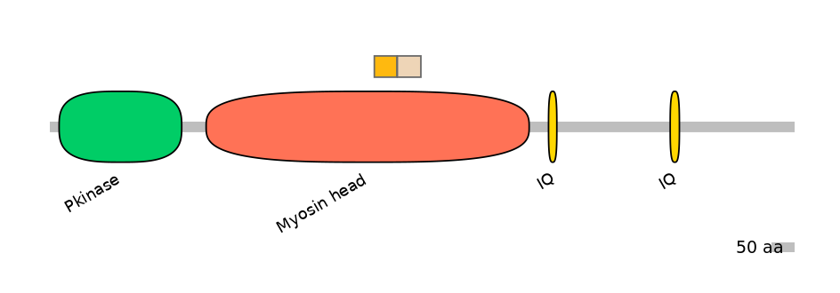 HsaINT0108693-EXC