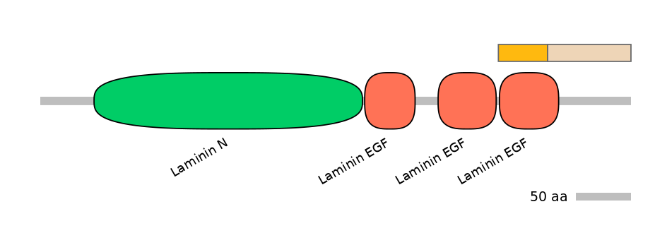 HsaINT0116411-EXC