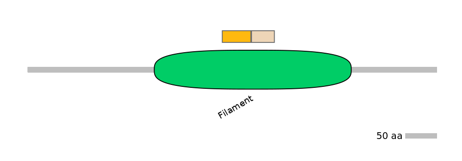 HsaINT0117836-EXC
