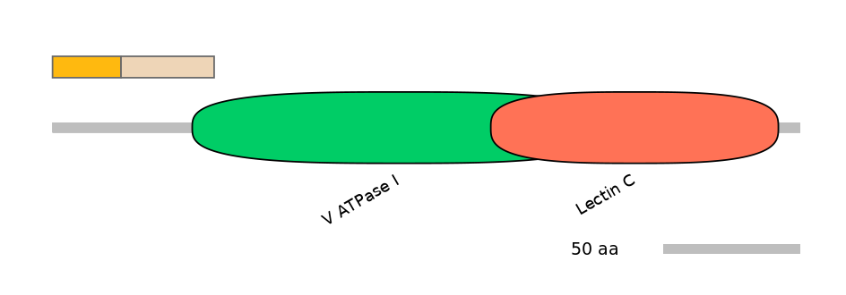 HsaINT0118195-EXC