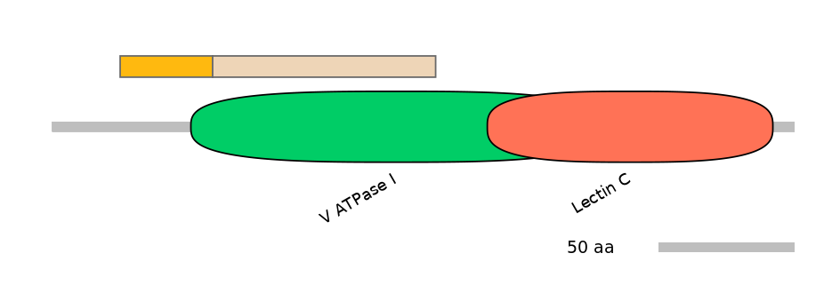 HsaINT0118196-EXC