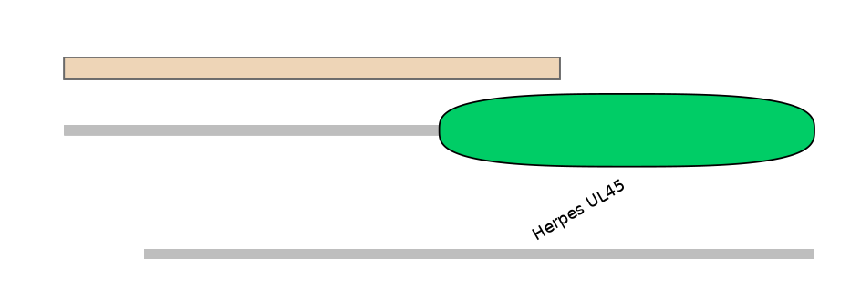 HsaINT0118196-INC