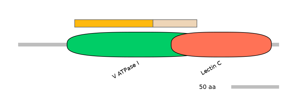 HsaINT0118197-EXC