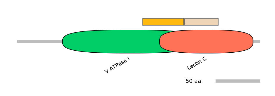 HsaINT0118198-EXC