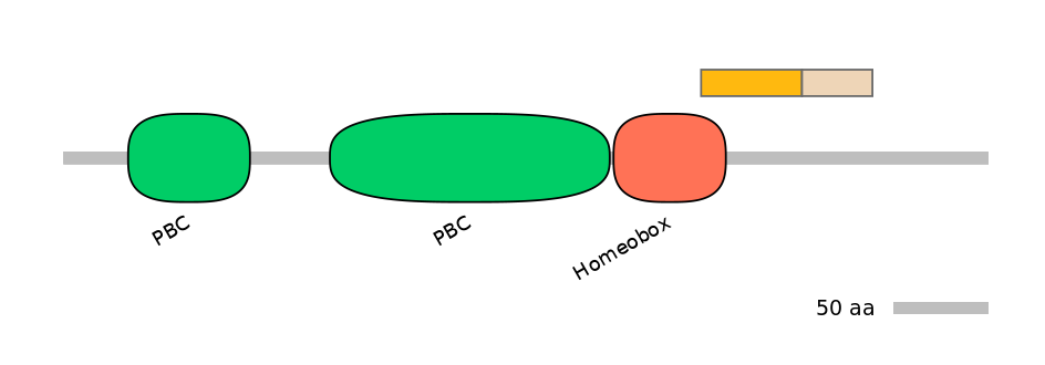 HsaINT0120861-EXC