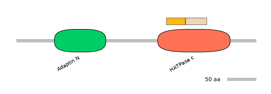HsaINT0122545-EXC