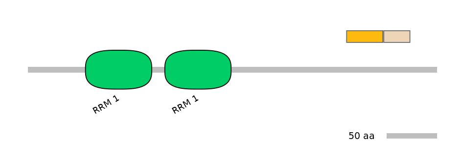 HsaINT0138667-EXC