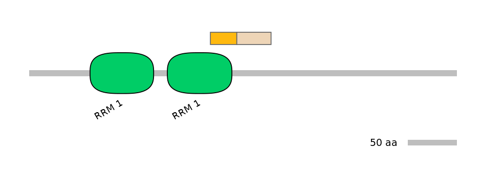 HsaINT0138688-EXC