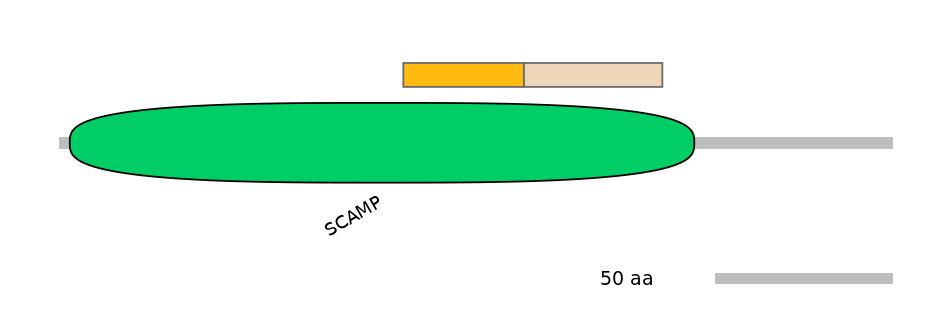 HsaINT0145355-EXC