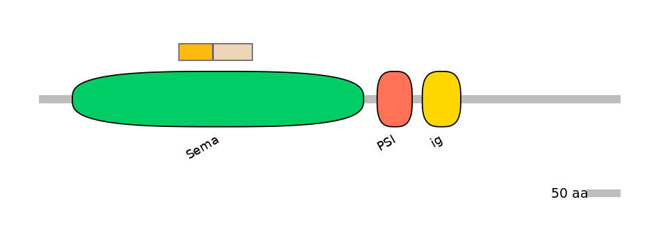 HsaINT0147363-EXC