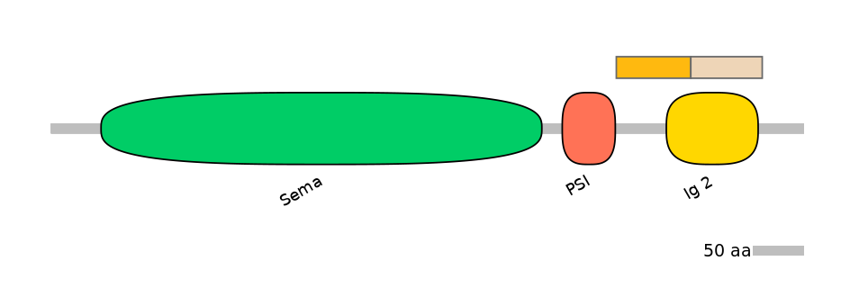 HsaINT0147370-EXC