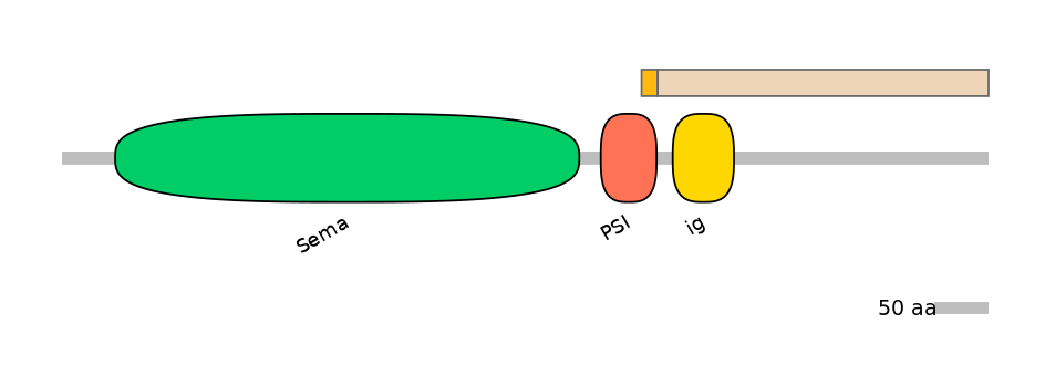 HsaINT0147381-EXC