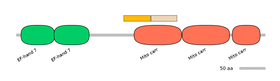 HsaINT0151739-EXC
