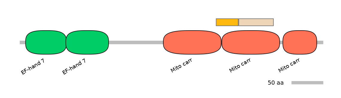 HsaINT0151741-EXC