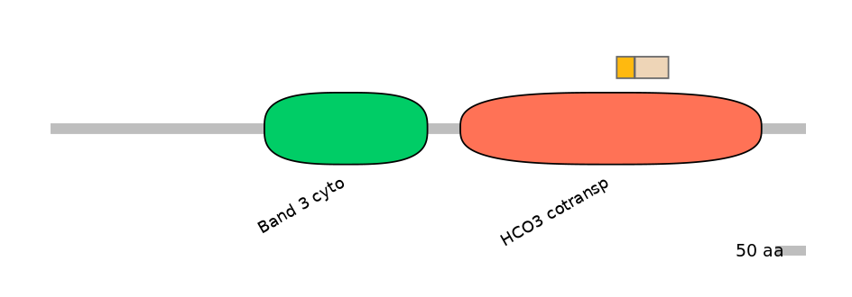 HsaINT0153383-EXC