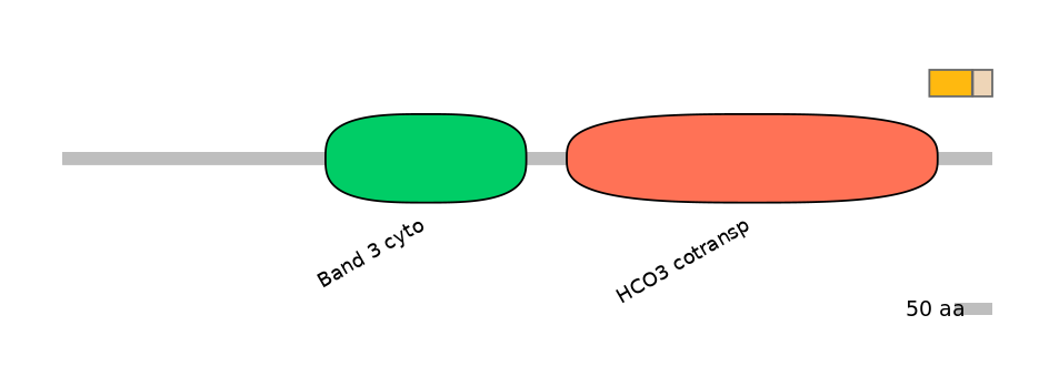 HsaINT0153388-EXC