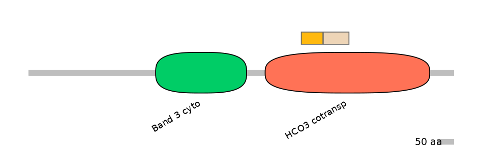 HsaINT0153403-EXC