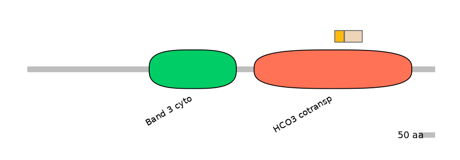 HsaINT0153405-EXC