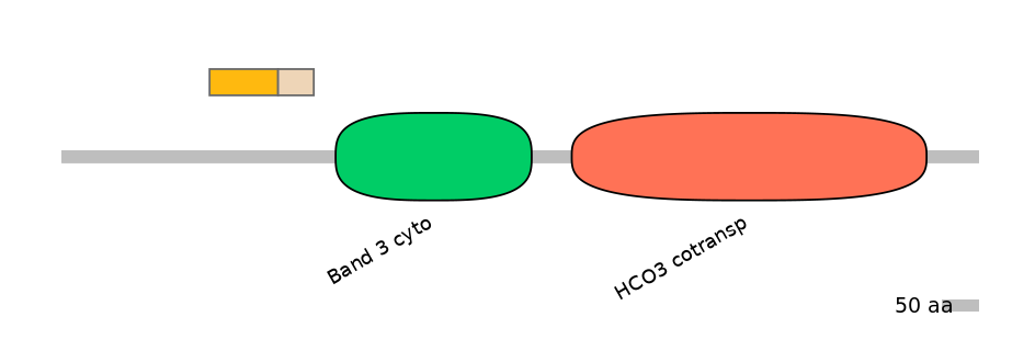 HsaINT0153412-EXC